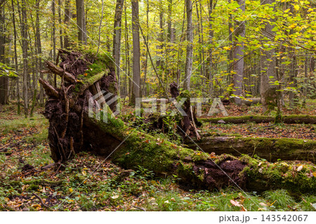 Bialowieza Forest primeval woodland with mossy fallen tree and roots Bialowieza Forest primeval woodland with mossy fallen tree and roots 143542067
