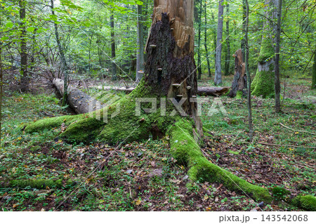 Bialowieza Forest primeval woodland with mossy trees and fungi Bialowieza Forest primeval woodland with mossy trees and fungi 143542068