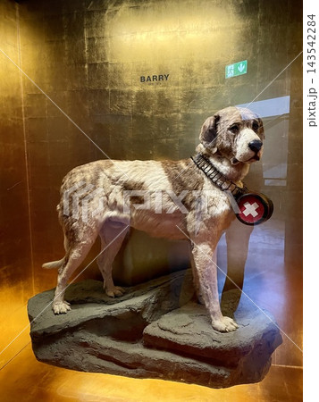 【スイス】ベルン自然史博物館に展示された伝説の救助犬バリーの剥製 【スイス】ベルン自然史博物館に展示された伝説の救助犬バリーの剥製 143542284