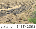 稲刈りが終わった田んぼ 143542392