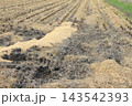 稲刈りが終わった田んぼ 143542393