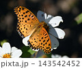 ツマグロヒョウモンの雄 143542452