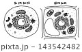 動物細胞と植物細胞の比較イラスト 143542482