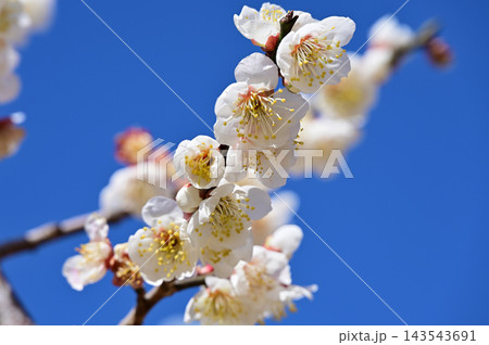 青空に映える白い梅の花 143543691