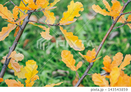 Yellow Oak Leaves on Tree Branches with Blurred Green Grass Background in Park During Fall Foliage Yellow Oak Leaves on Tree Branches with Blurred Green Grass Background in Park During Fall Foliage 143543859