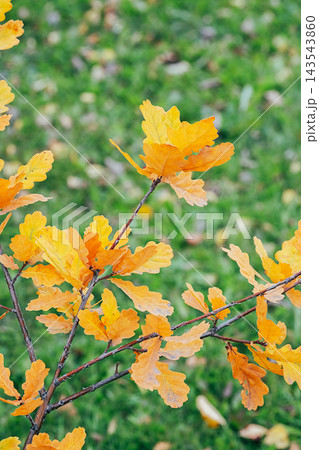 olden Oak Leaves on Tree Branches with Blurred Green Grass Background in Park During Fall Foliage 143543860