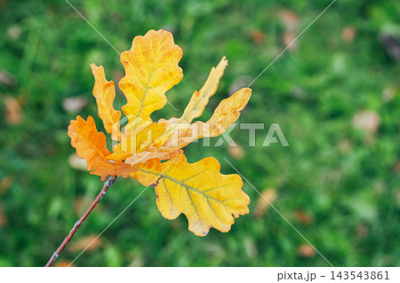 Yellow Oak Leaves on Branch with Blurred Green Grass Background Yellow Oak Leaves on Branch with Blurred Green Grass Background 143543861