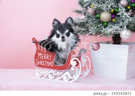 クリスマスツリーとソリに乗ったチワワ クリスマスツリーとソリに乗ったチワワ 143543871