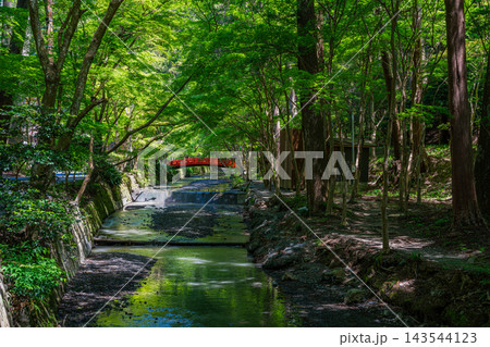 木漏れ日と深い緑の影が美しい初夏の小國神社一宮川と赤い太鼓橋の風景(静岡県) 143544123