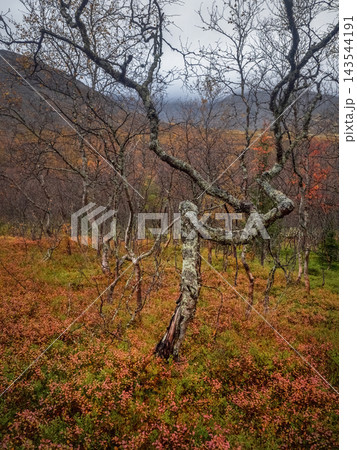 Concept of Resilience and Adaptability with Gnarled Arctic Birch Tree 143544191