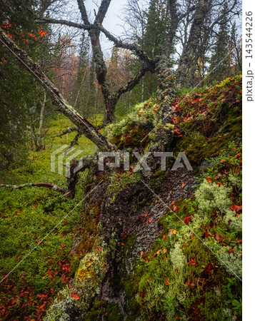 Enchanted Forest Gothic Background with Gnarled Twisted Tree over Mossy Rock Enchanted Forest Gothic Background with Gnarled Twisted Tree over Mossy Rock 143544226