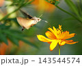 キバナコスモスの花の蜜を吸うホバリングしているホシホウジャク キバナコスモスの花の蜜を吸うホバリングしているホシホウジャク 143544574