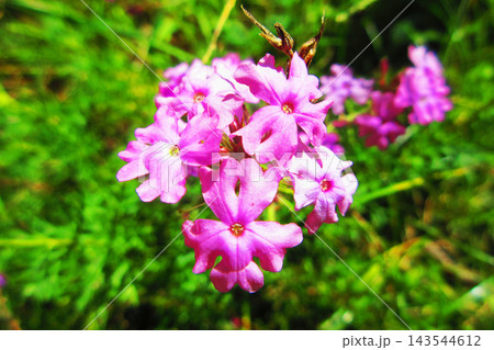 ピンク色のバーベナの花の風景 143544612