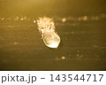 垂れるしずく2 143544717