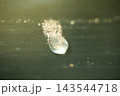 垂れるしずく3 143544718