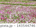 秋の花コスモス 143544746