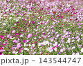 秋の花コスモス 143544747