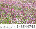 秋の花コスモス 143544748