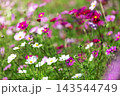 秋の花コスモス 143544749