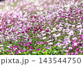 秋の花コスモス 143544750