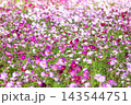 秋の花コスモス 143544751