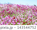 秋の花コスモス 143544752