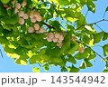 イチョウの実 143544942
