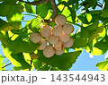 イチョウの実 143544943