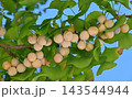 イチョウの実 143544944