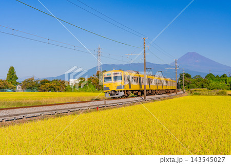 【静岡県】黄金色(こがねいろ)の田を走る黄色の電車、後方に富士山 【静岡県】黄金色(こがねいろ)の田を走る黄色の電車、後方に富士山 143545027