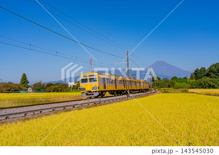 【静岡県】黄金色（こがねいろ）の田を走る黄色の電車、後方に富士山 143545030