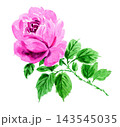 水彩で描いたピンクの薔薇261011pix7 143545035