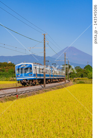 【静岡県】黄金色(こがねいろ)の田を走る伊豆箱根電車、後方に富士山 【静岡県】黄金色(こがねいろ)の田を走る伊豆箱根電車、後方に富士山 143545086