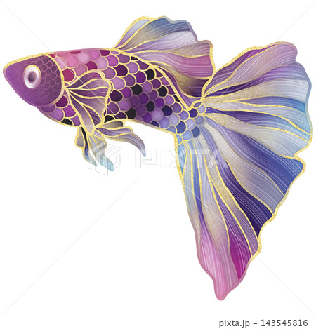 Realistic watercolor illustrtion with gold outline of colorful swimming guppy fish 143545816