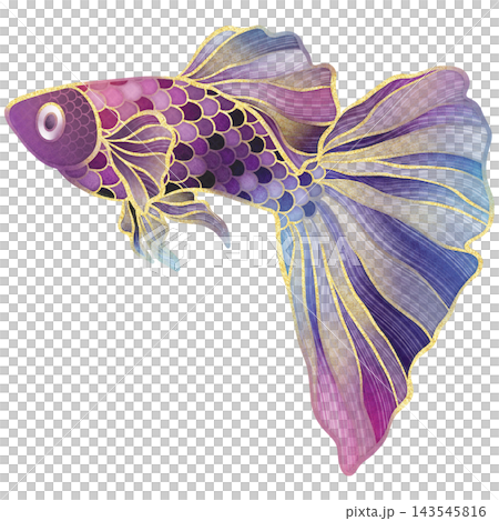 Realistic watercolor illustrtion with gold outline of colorful swimming guppy fish 143545816