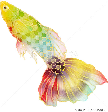 Realistic watercolor illustrtion with gold outline of colorful swimming guppy fish Realistic watercolor illustrtion with gold outline of colorful swimming guppy fish 143545817
