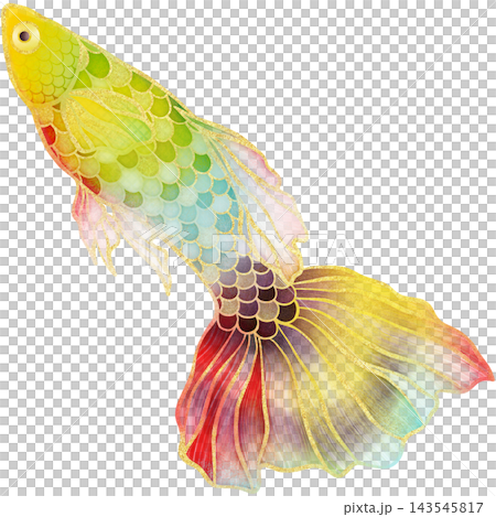 Realistic watercolor illustrtion with gold outline of colorful swimming guppy fish 143545817