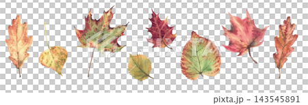 Autumn leaves from different trees, such as oak, birch, maple and aspen, realistic hand painted fall nature watercolor botanical illustrations isolated on white for cards, stationery and packaging. Autumn leaves from different trees, such as oak, birch, maple and aspen, realistic hand painted fall nature watercolor botanical illustrations isolated on white for cards, stationery and packaging. 143545891