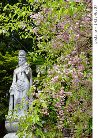 八重桜に囲まれた観音様 八重桜に囲まれた観音様 143546507