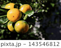 木に実ったミカン 143546812