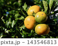 木に実ったミカン 143546813