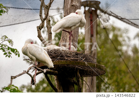 African Sacred Ibis Preening at Its Nest. An African sacred ibis (Threskiornis aethiopicus) preens its white plumage at a nest platform at a safari park in the Netherlands, the black headed wading bir African Sacred Ibis Preening at Its Nest. An African sacred ibis (Threskiornis aethiopicus) preens its white plumage at a nest platform at a safari park in the Netherlands, the black headed wading bir 143546822