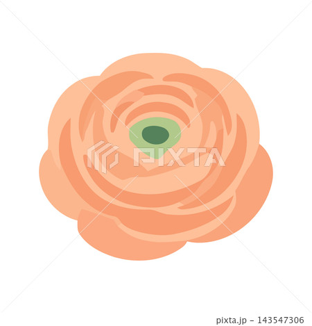 A minimalist illustration of a peach ranunculus flower with a green center, isolated on a white background. 143547306