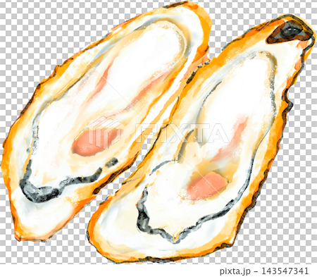 Illustration of raw oysters in their shells Illustration of raw oysters in their shells 143547341