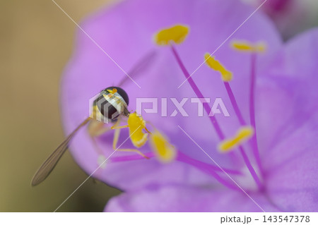 トラデスカンチア・シラモンタナの花粉を食べるアブ 143547378