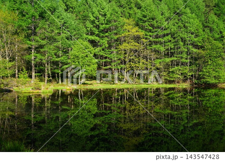 新緑の木々が水面に映り込み神秘的な池 はがきサイズ・5月蓼科高原14御射鹿池 新緑の木々が水面に映り込み神秘的な池 はがきサイズ・5月蓼科高原14御射鹿池 143547428