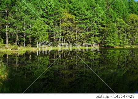 新緑の木々が水面に映り込み神秘的な池　はがきサイズ・5月蓼科高原17御射鹿池 143547429