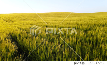Green wheat field growing under clear sky during summer day, agriculture producing grain for food supply Green wheat field growing under clear sky during summer day, agriculture producing grain for food supply 143547752