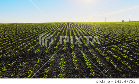 Young green crop plants growing in fertile soil creating long rows on an agricultural field under a clear blue sky Young green crop plants growing in fertile soil creating long rows on an agricultural field under a clear blue sky 143547753