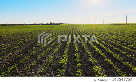 Green agricultural field with young sugar beet plants growing in parallel rows under blue sky, cultivating food Green agricultural field with young sugar beet plants growing in parallel rows under blue sky, cultivating food 143547754